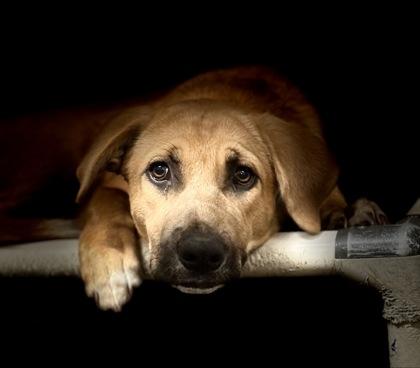 Ruckus — thumbnail 2