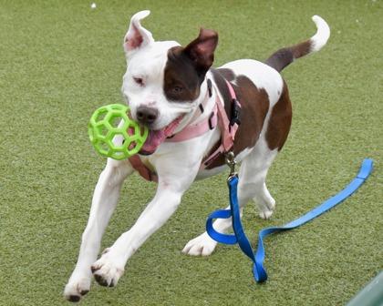 Enlarge Luna, a Adoptable mixed breed in West Seneca, NY image 2/3