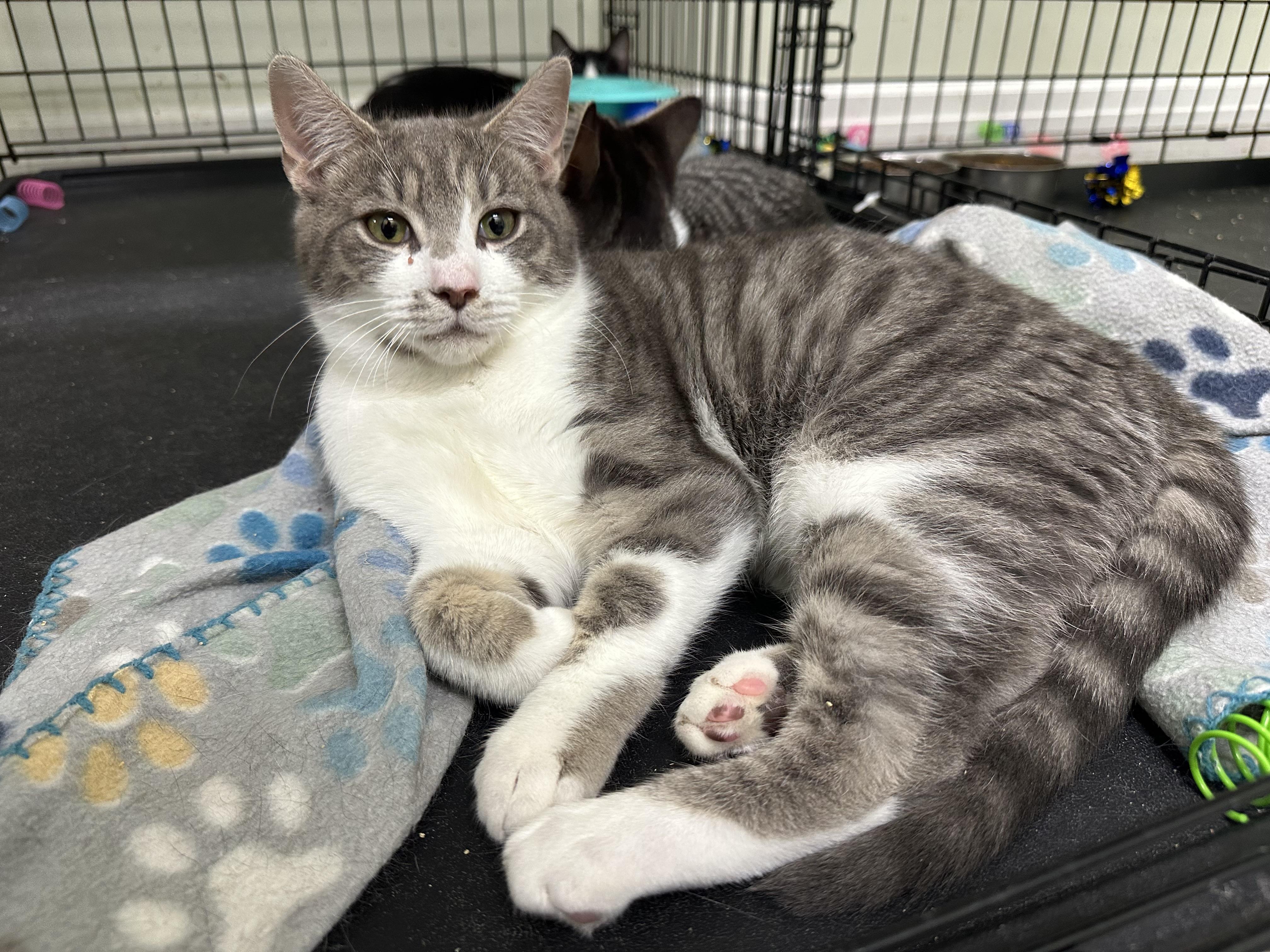 Enlarge Hopper, a ADOPTABLE Domestic Short Hair in Pleasantville, NJ image 1/5