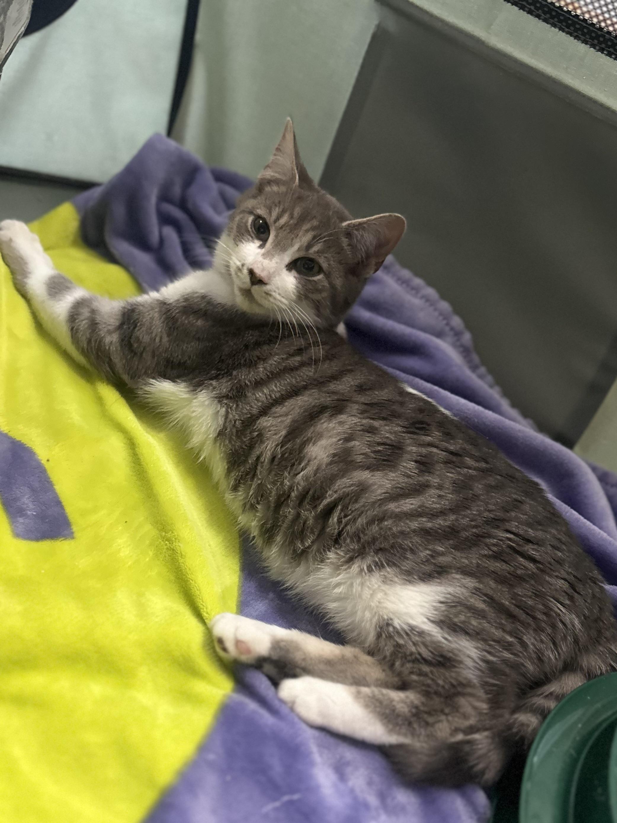 Enlarge Hopper, a ADOPTABLE Domestic Short Hair in Pleasantville, NJ image 3/5