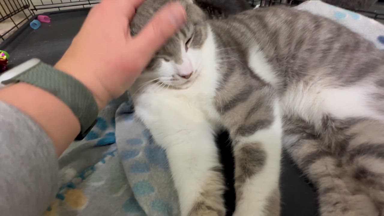 Enlarge Hopper, a ADOPTABLE Domestic Short Hair in Pleasantville, NJ video 5/5