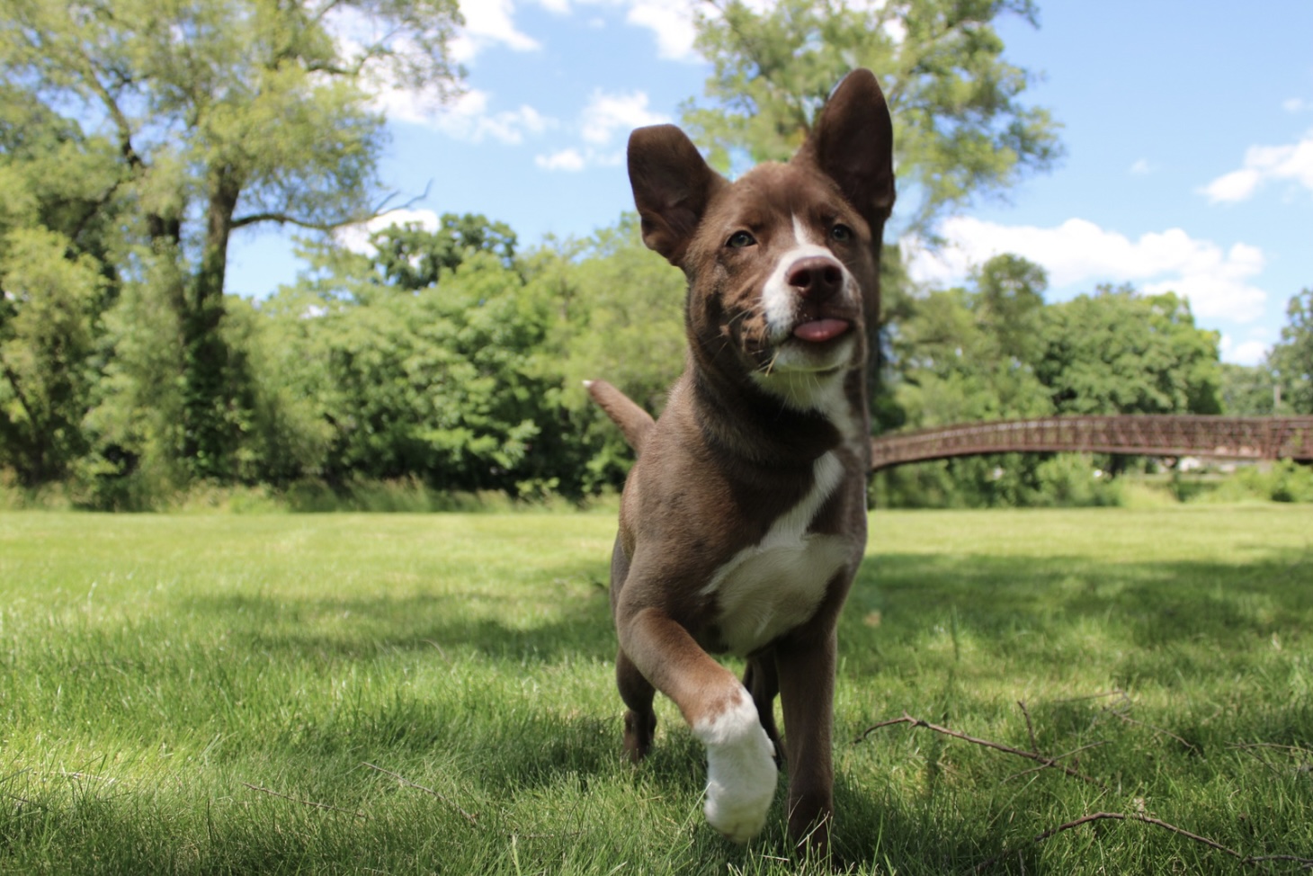 Enlarge Jacey, a Adoptable mixed breed in Ottawa, IL image 3/6
