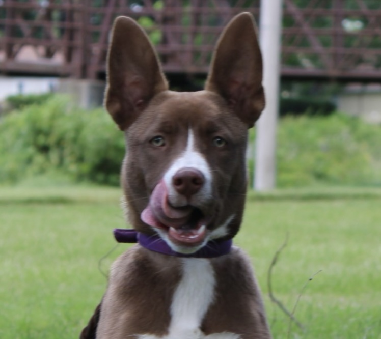Enlarge Jacey, a Adoptable mixed breed in Ottawa, IL image 1/6