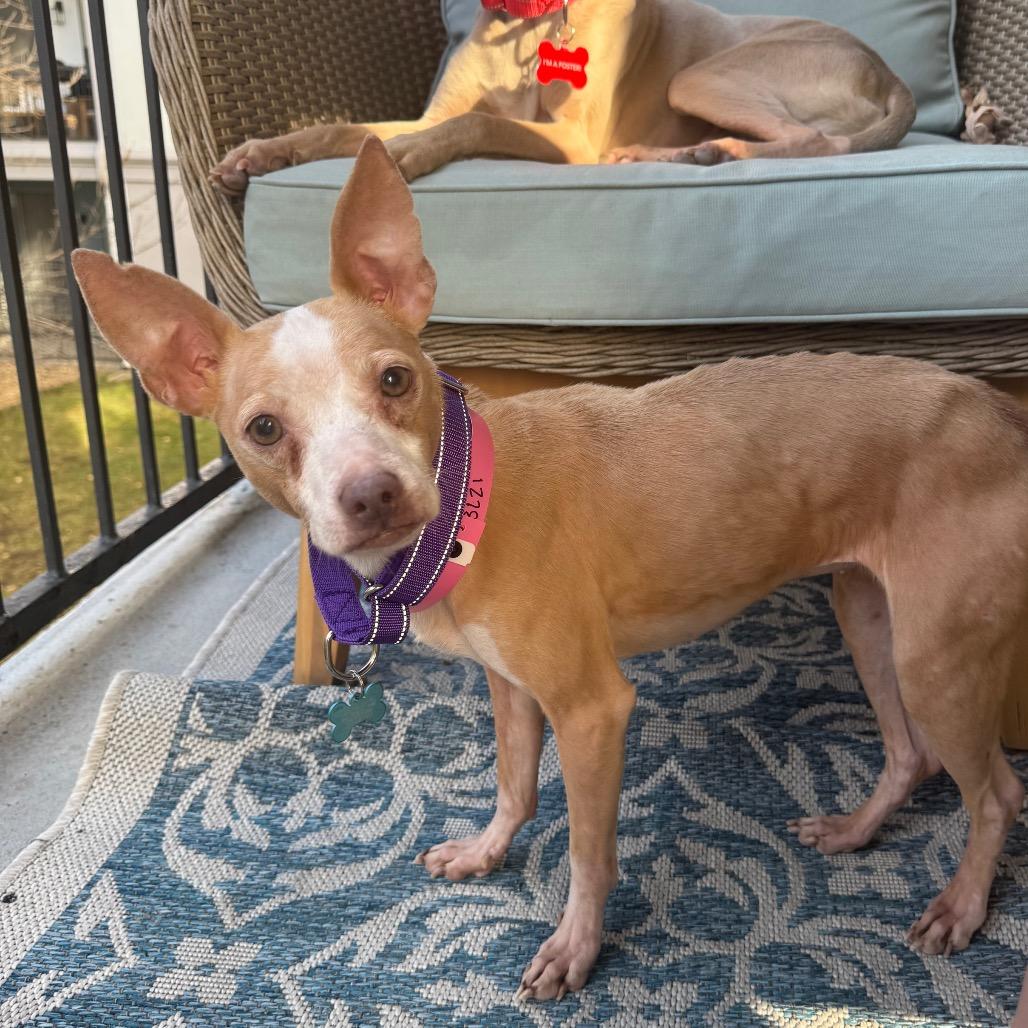 Bailey, ADOPTABLE, Adult Female Chihuahua.