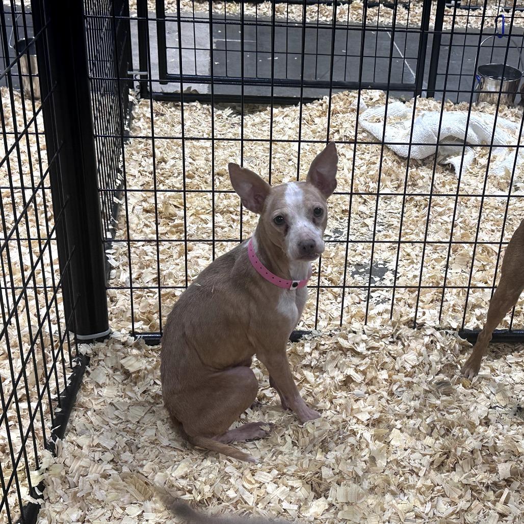 Bailey, a ADOPTABLE mixed breed in Kansas City, KS image 2/2