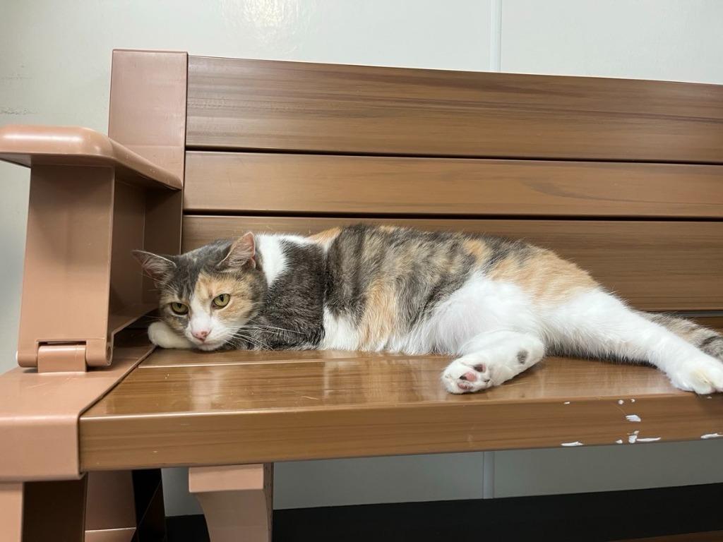 Enlarge Mia, a Adoptable mixed breed in Brookings, OR image 1/1