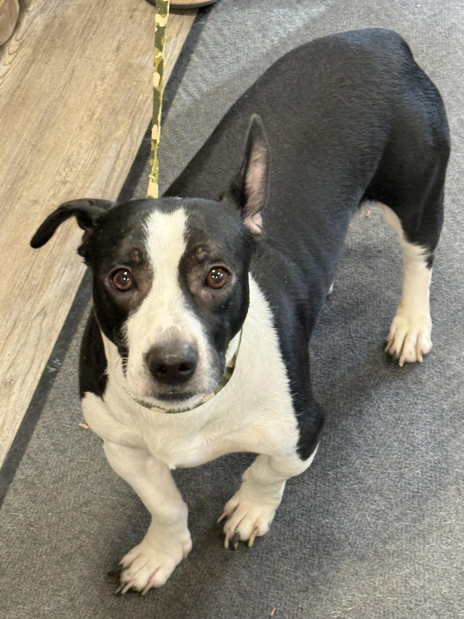 Enlarge Ringo, a Adoptable Mixed Breed in Emmett, ID image 1/1