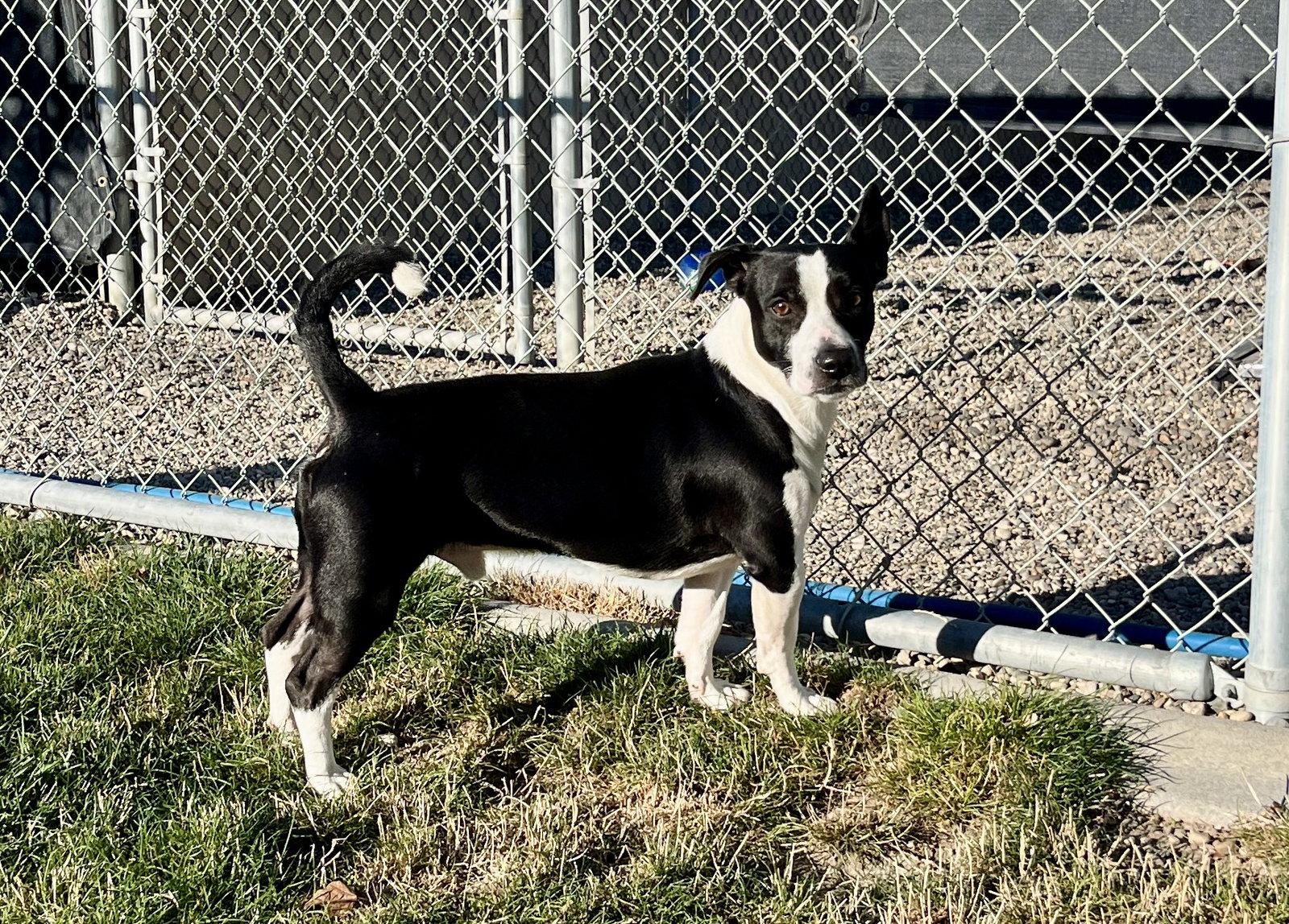 Enlarge Adoption Pending - Ringo, a Adoptable Mixed Breed in Emmett, ID image 1/1