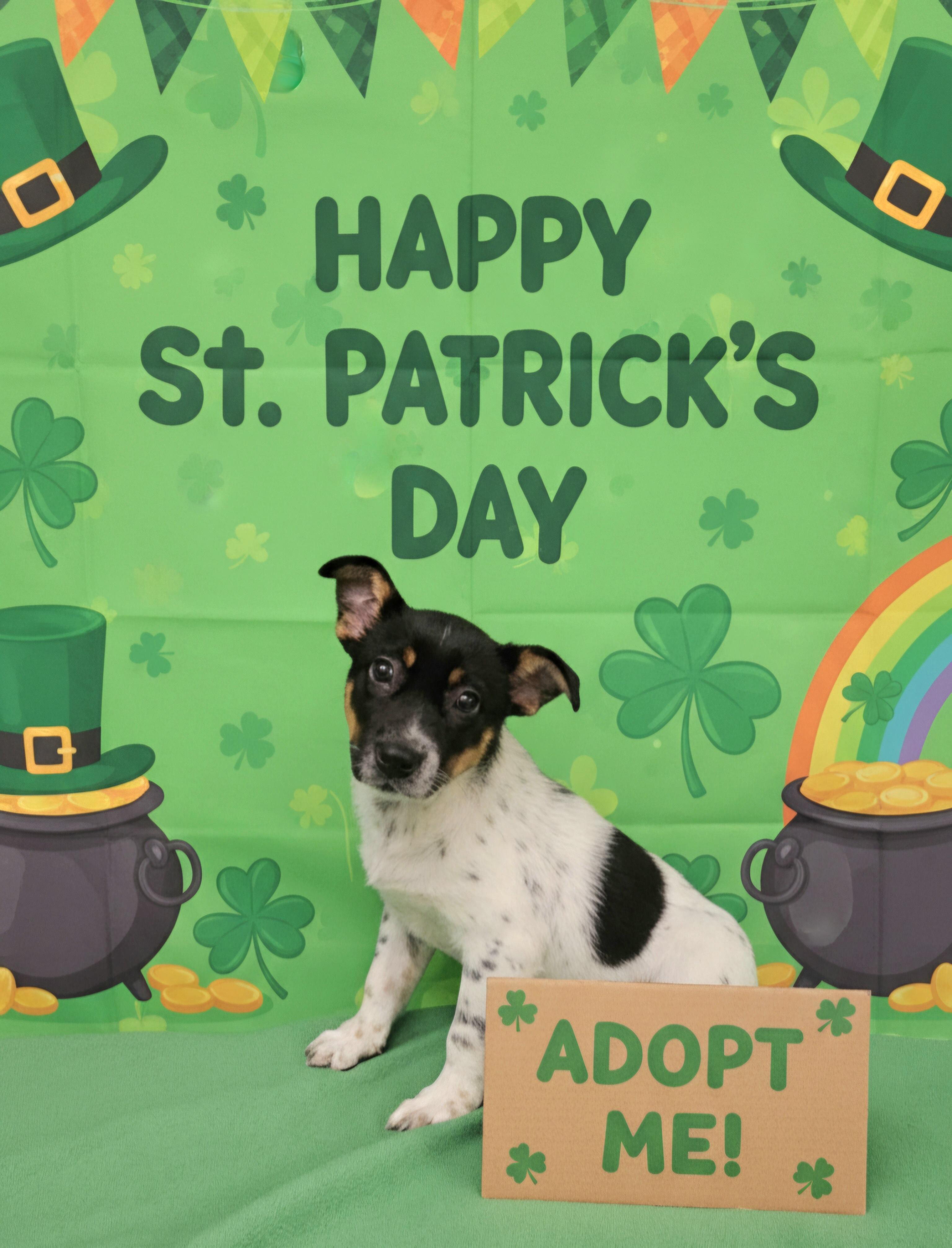 Monika, ADOPTABLE, Puppy Female Australian Cattle Dog / Blue Heeler.