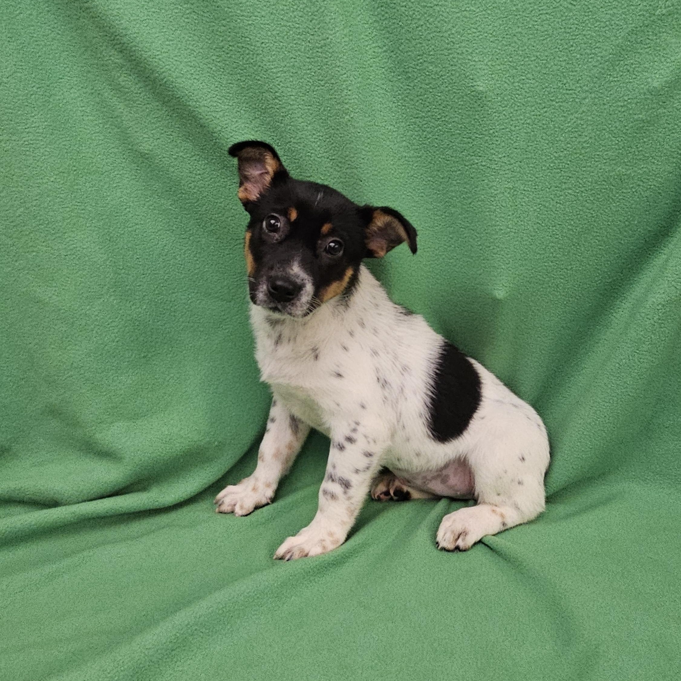 Enlarge Monika, a ADOPTABLE mixed breed in Salt Lake City, UT image 2/3