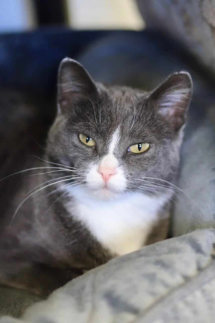 Doja, Adoptable, Adult Female Domestic Short Hair.