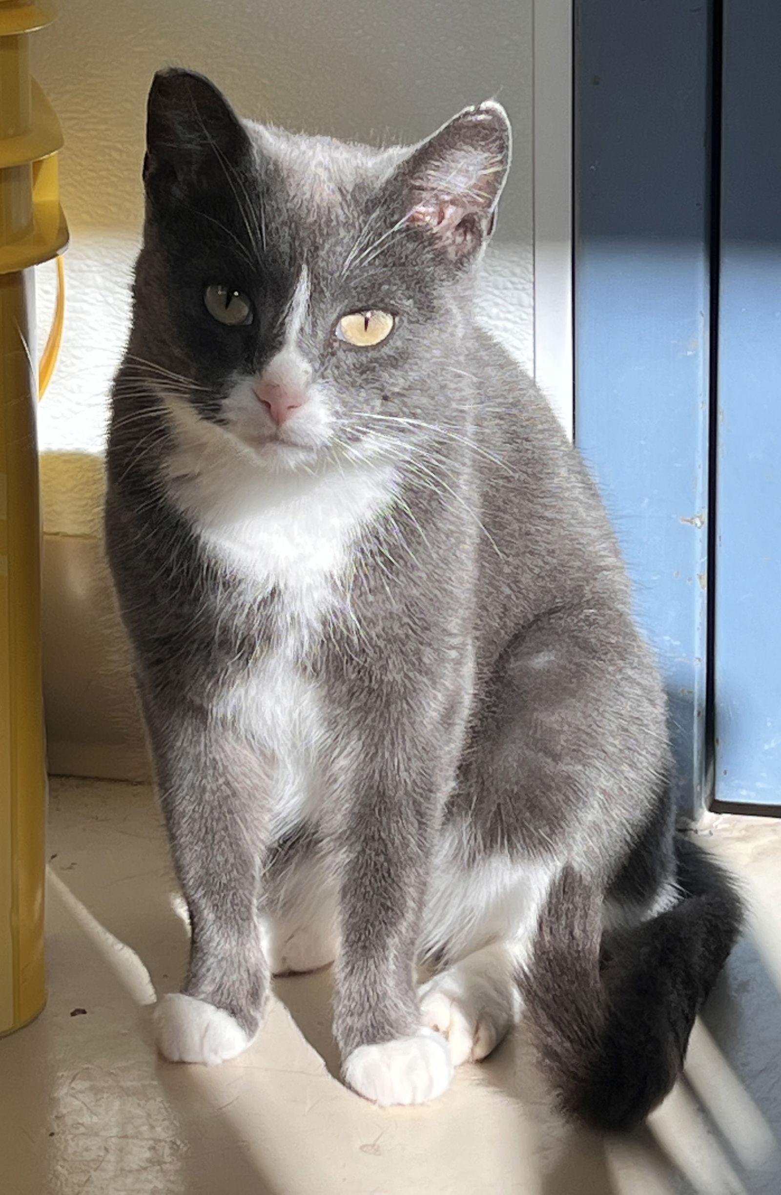 Doja, a Adoptable Domestic Short Hair in Webster, WI image 1/6