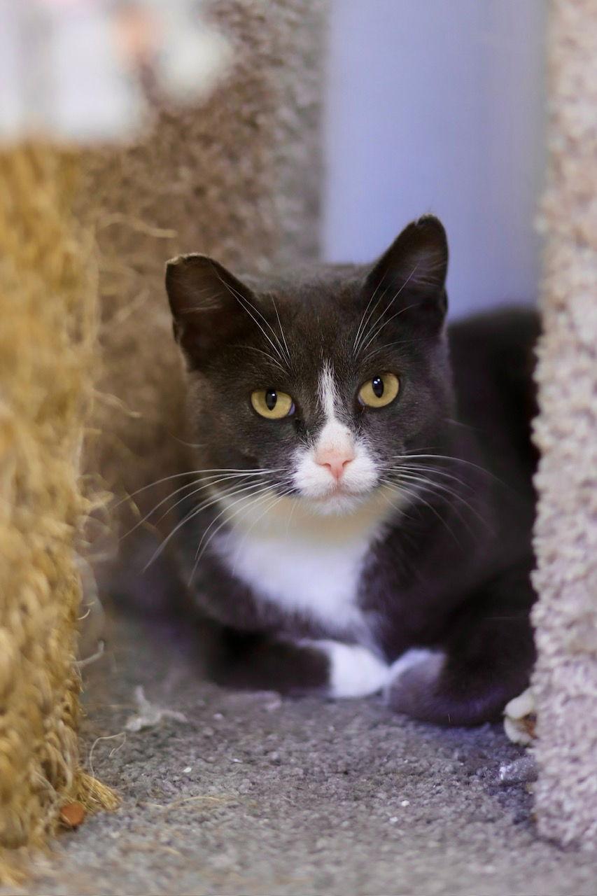 Doja, a Adoptable Domestic Short Hair in Webster, WI image 2/6