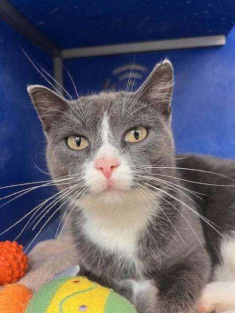 Doja, a Adoptable Domestic Short Hair in Webster, WI image 3/6