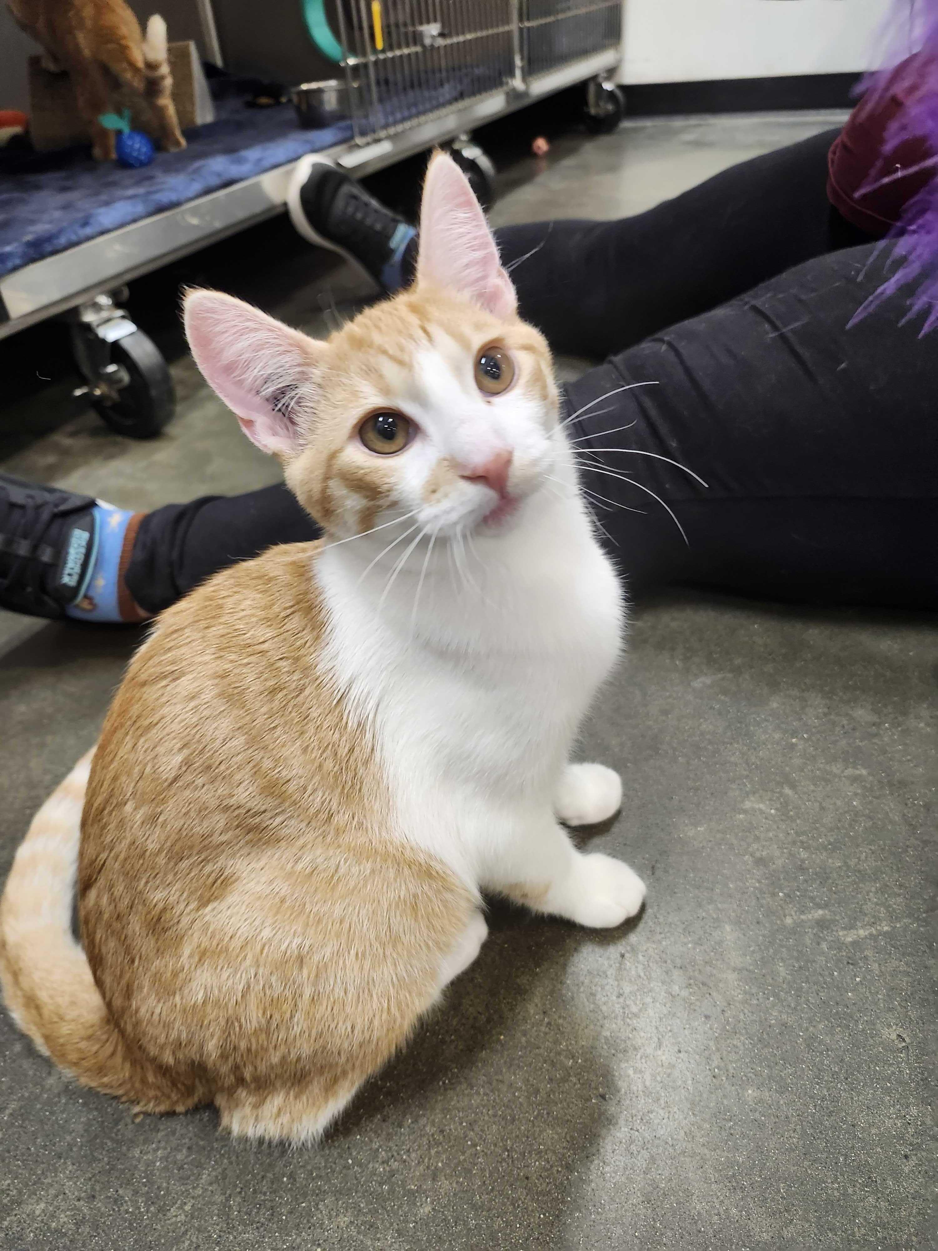Jafar, Adopted, Kitten Male Domestic Short Hair.
