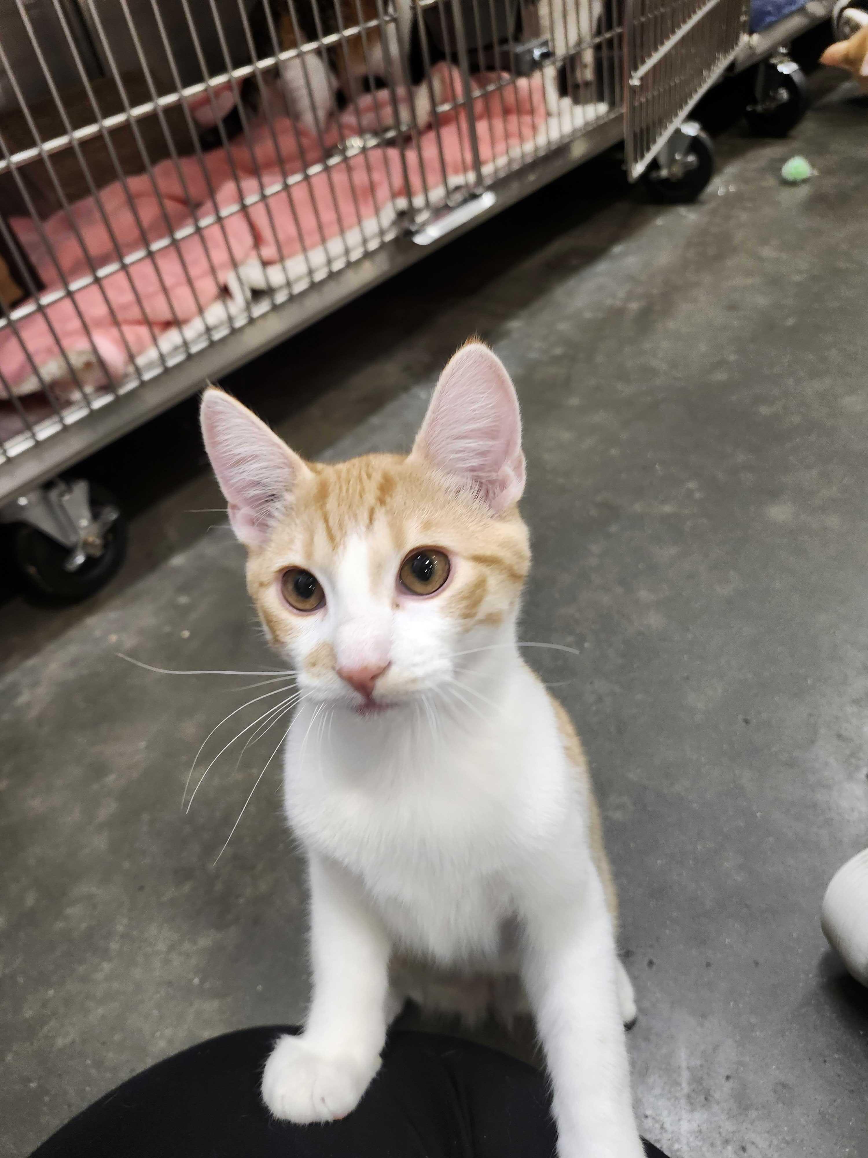 Enlarge Jafar, a Adopted Domestic Short Hair in Abbotsford, BC image 2/3