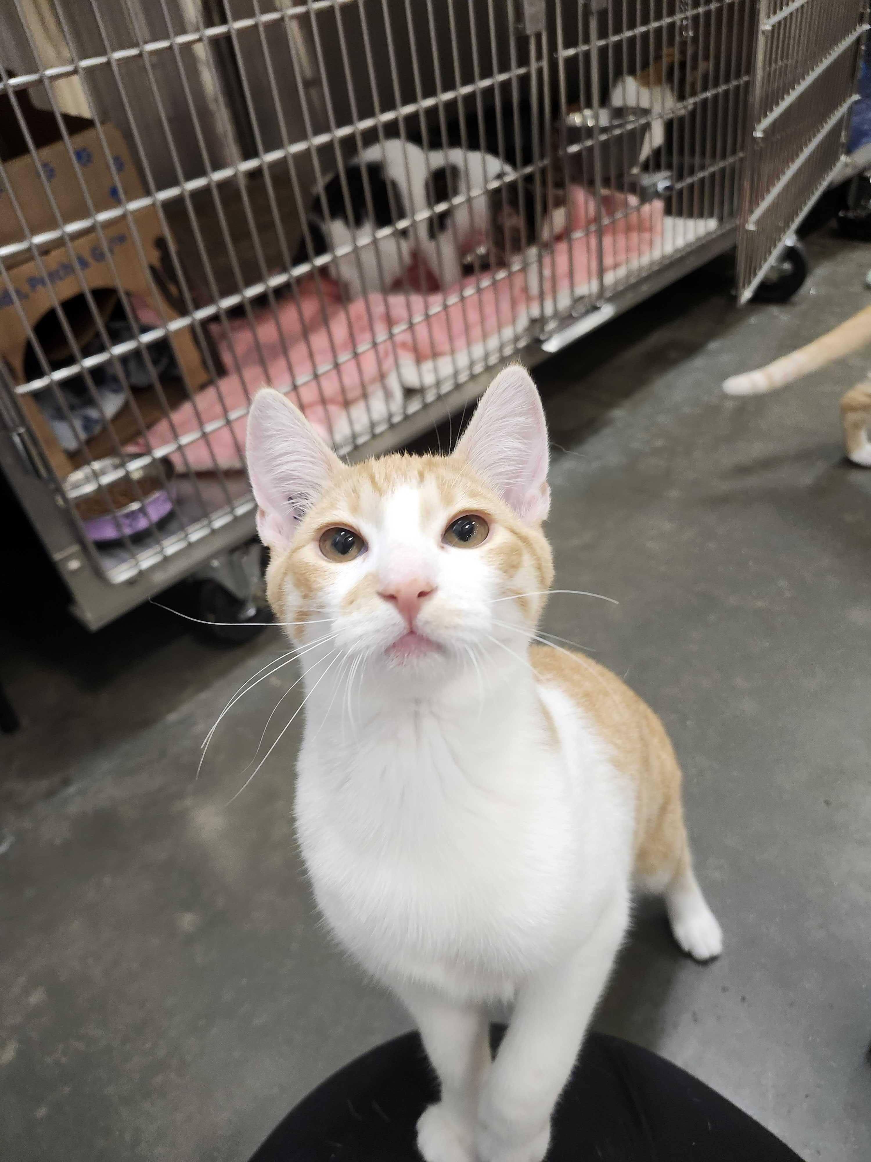 Enlarge Jafar, a Adopted Domestic Short Hair in Abbotsford, BC image 3/3