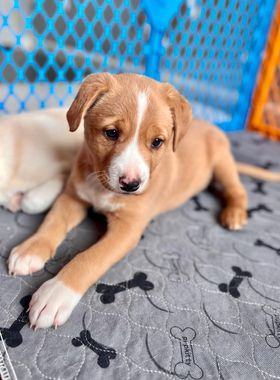 Lady Bug, Adopted, Puppy Female Labrador Retriever.