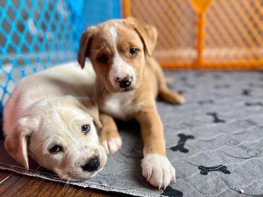 Enlarge Lady Bug, a Adopted mixed breed in Dover, NH image 4/4