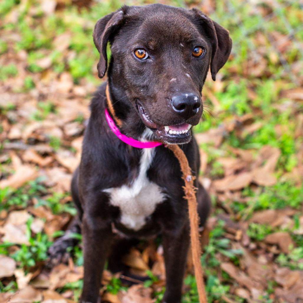 Enlarge Northern Star, a Adoptable mixed breed in Hattiesburg, MS image 1/2