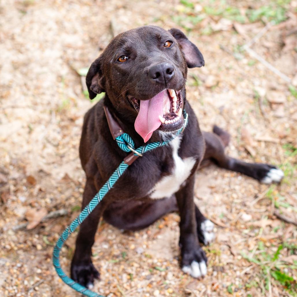 Enlarge Northern Star, a Adoptable mixed breed in Hattiesburg, MS image 2/6