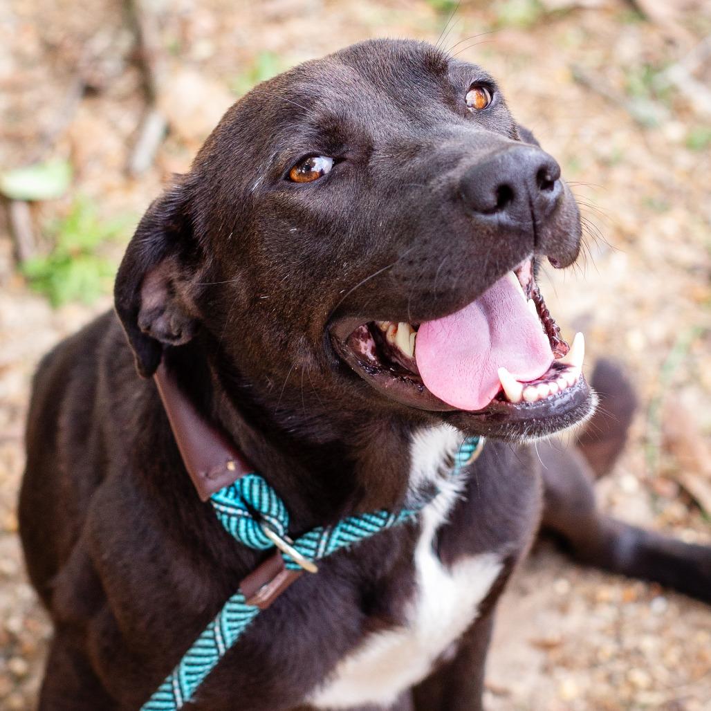 Enlarge Northern Star, a Adoptable mixed breed in Hattiesburg, MS image 3/6