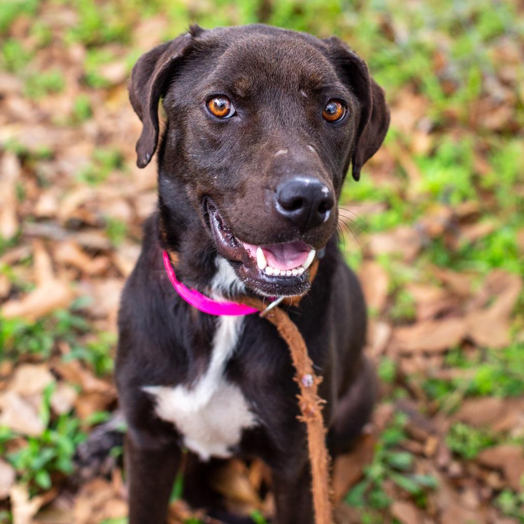 Enlarge Northern Star, a Adoptable mixed breed in Hattiesburg, MS image 2/2