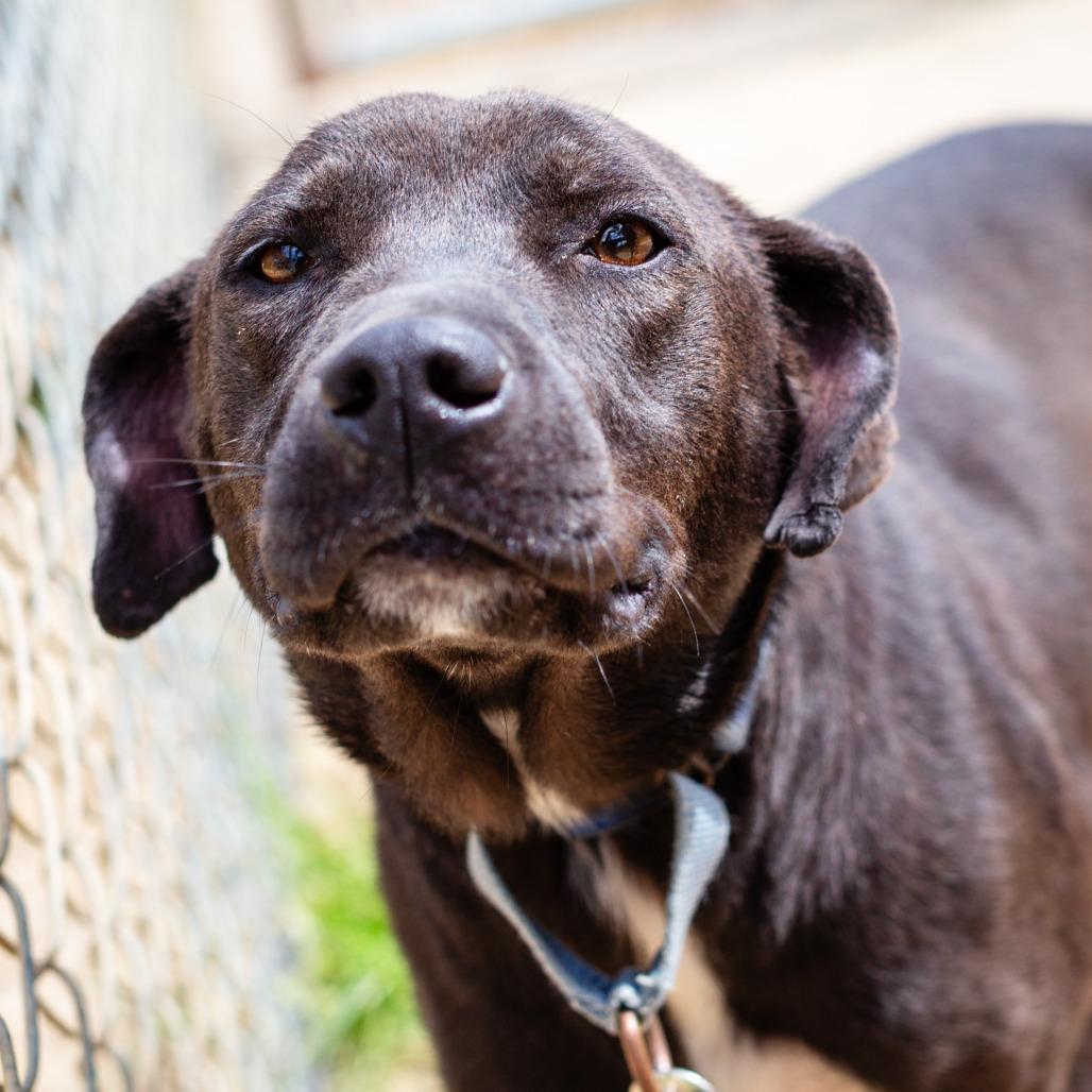 Enlarge Northern Star, a Adoptable mixed breed in Hattiesburg, MS image 5/6