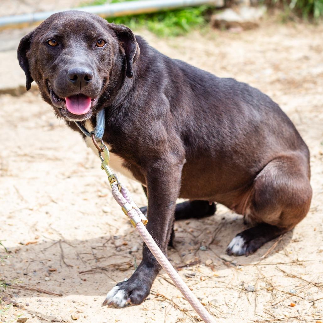 Enlarge Northern Star, a Adoptable mixed breed in Hattiesburg, MS image 6/6