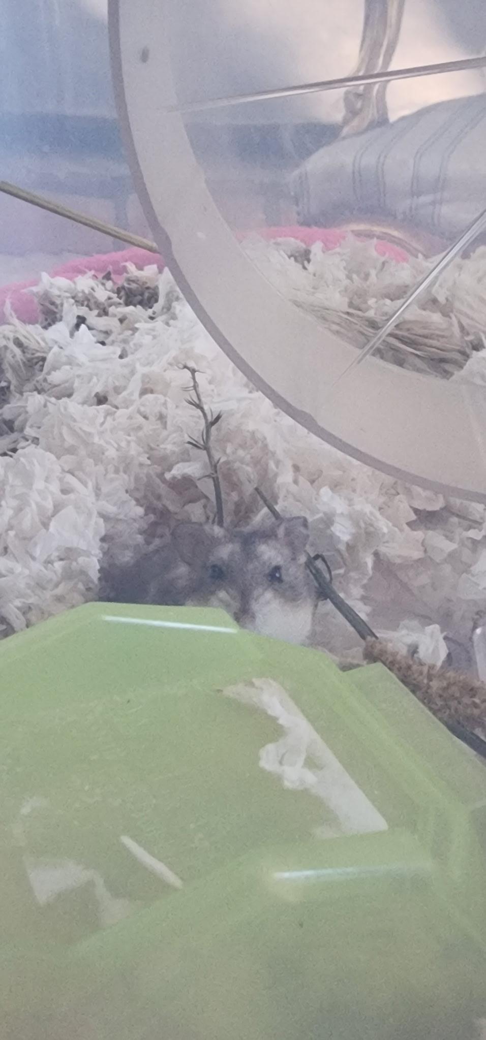 Enlarge Flurry, a ADOPTABLE mixed breed in Irvine, CA image 3/3