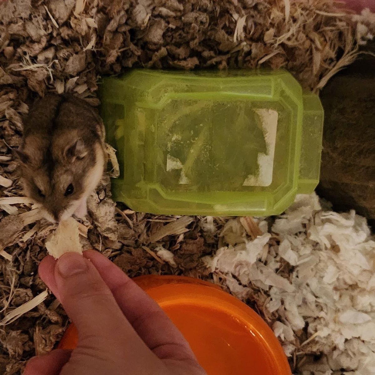 Flurry, ADOPTABLE, Young Female Dwarf Hamster & Hamster.