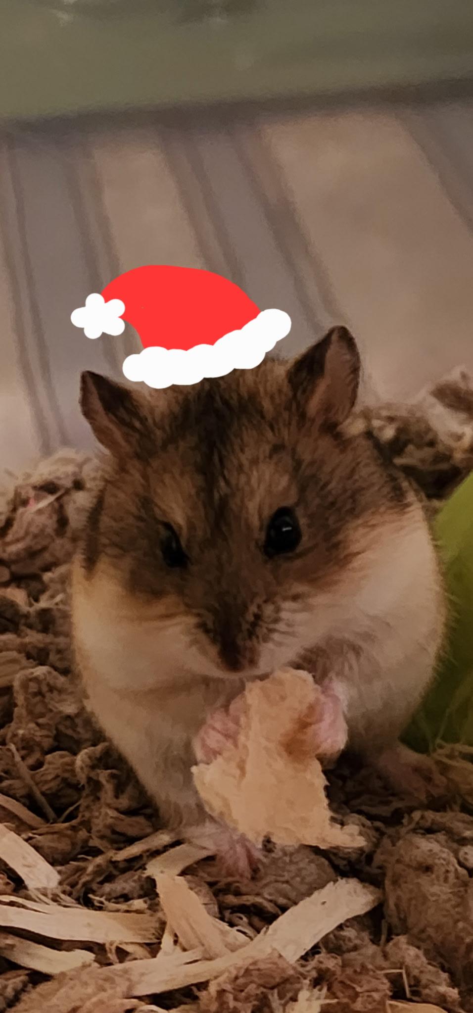 Enlarge Flurry, a ADOPTABLE mixed breed in Irvine, CA image 2/3