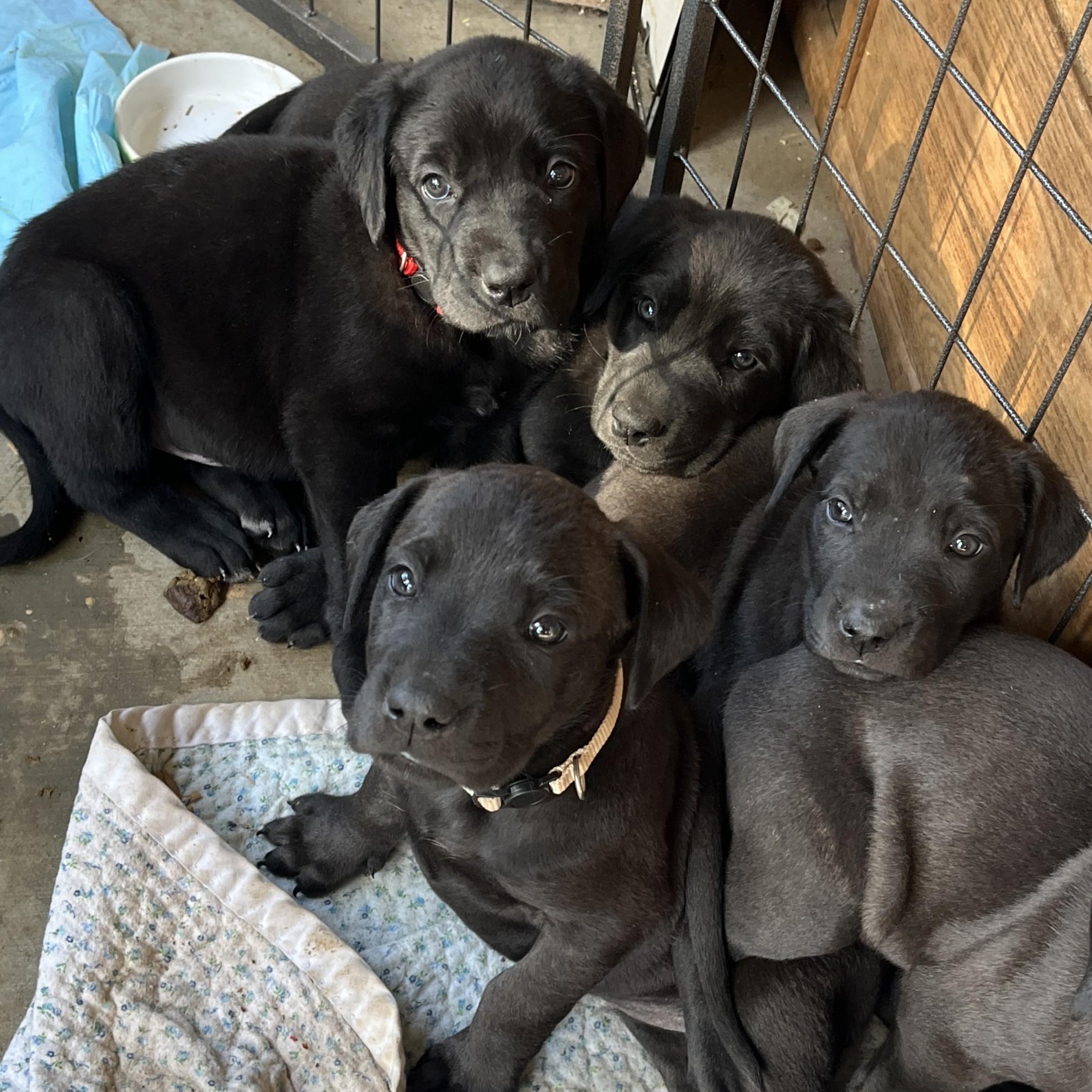 Enlarge Blue (and her brother), an adopted mixed breed in Palo Cedro, CA image 3/5
