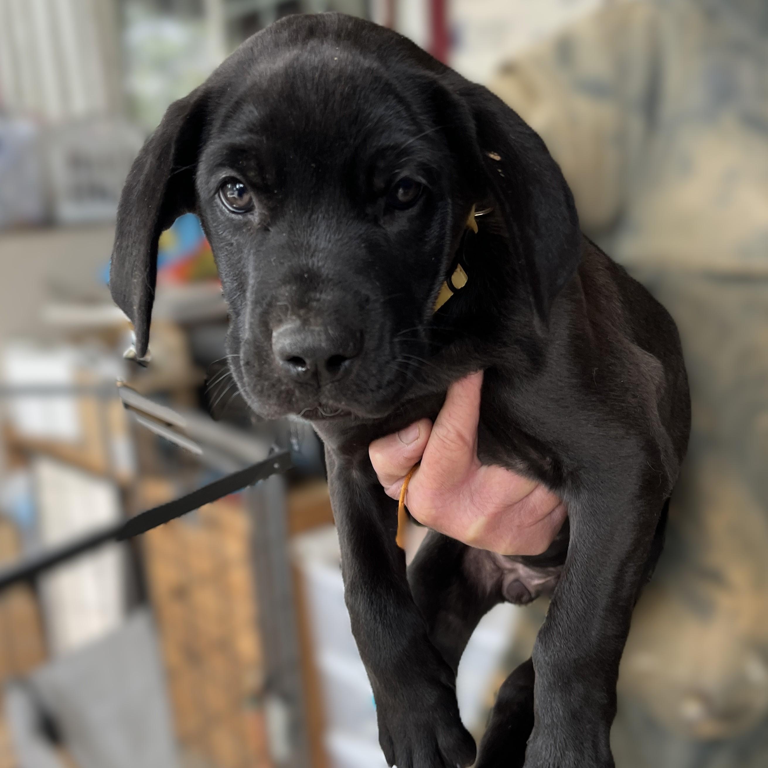 Blue (and her brother), adopted, Puppy Female Great Dane & German Shepherd Dog.