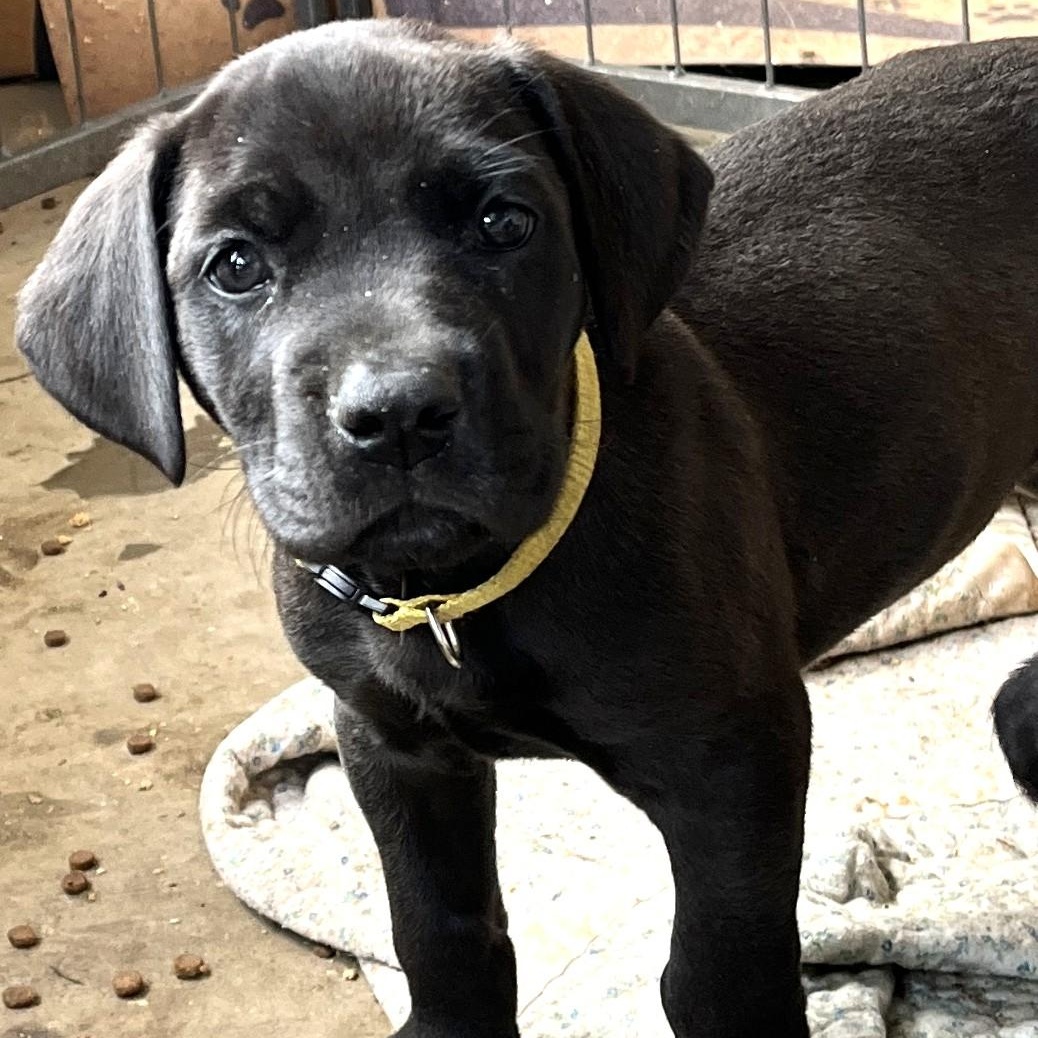 Enlarge Blue (and her brother), an adopted mixed breed in Palo Cedro, CA image 2/5