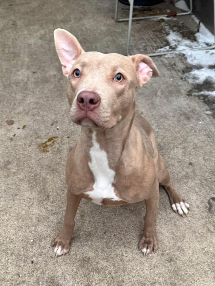 Chyla, an adopted Pit Bull Terrier in Chicago, IL image 4/5