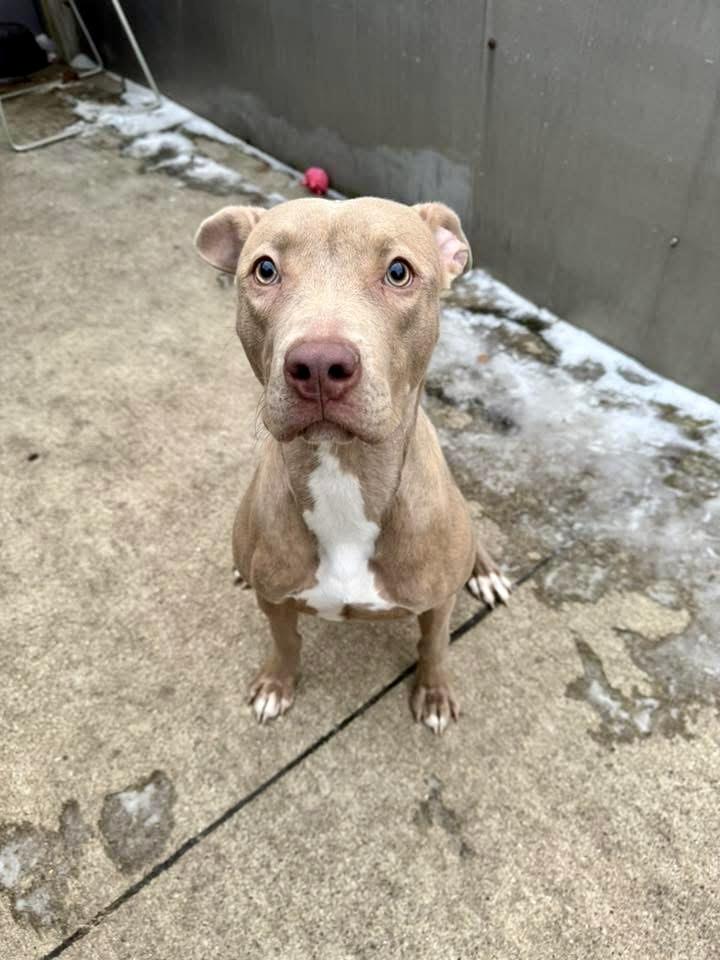Chyla, an adopted Pit Bull Terrier in Chicago, IL image 2/5