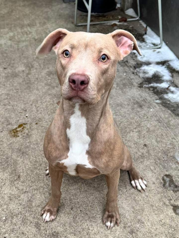 Chyla, an adopted Pit Bull Terrier in Chicago, IL image 3/5