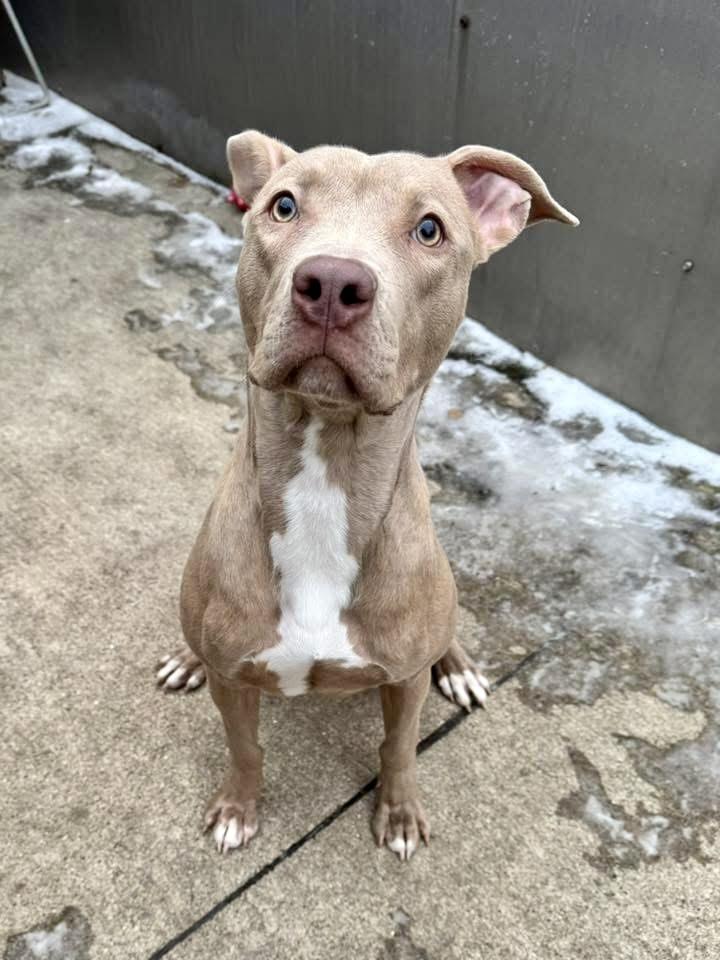 Chyla, adopted, Young Female Pit Bull Terrier.