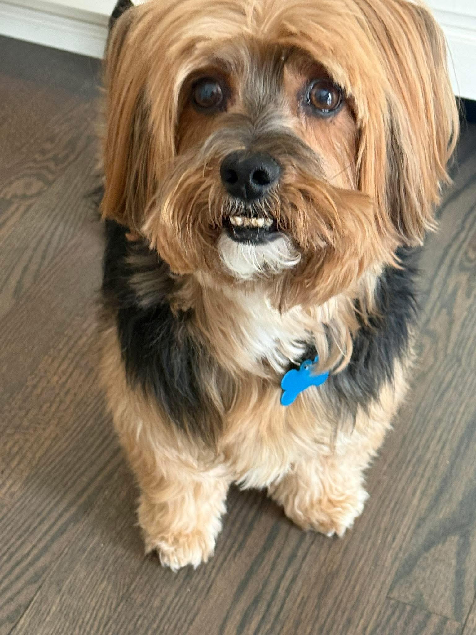 Enlarge Presley , an adoptable Yorkshire Terrier in Grosse Pointe Park, MI image 2/4