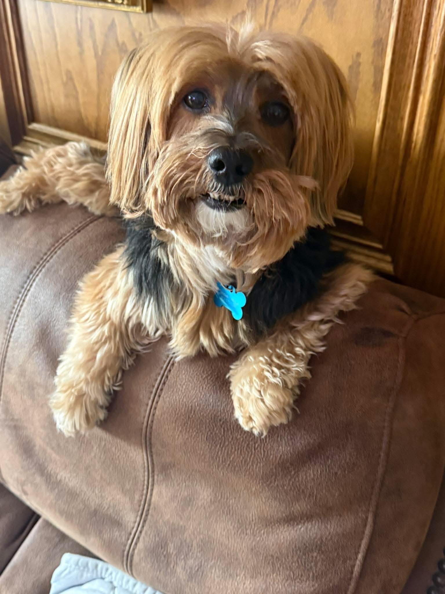 Presley , adoptable, Adult Male Yorkshire Terrier.