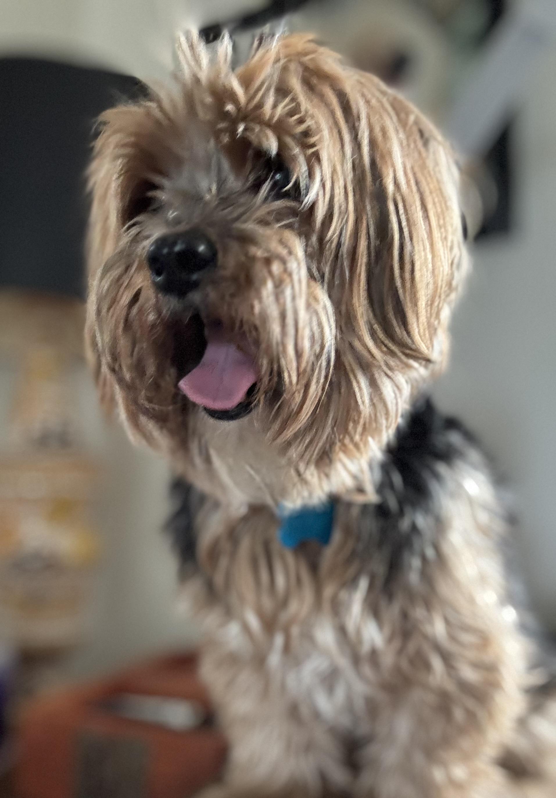 Enlarge Presley , an adoptable Yorkshire Terrier in Grosse Pointe Park, MI image 4/4