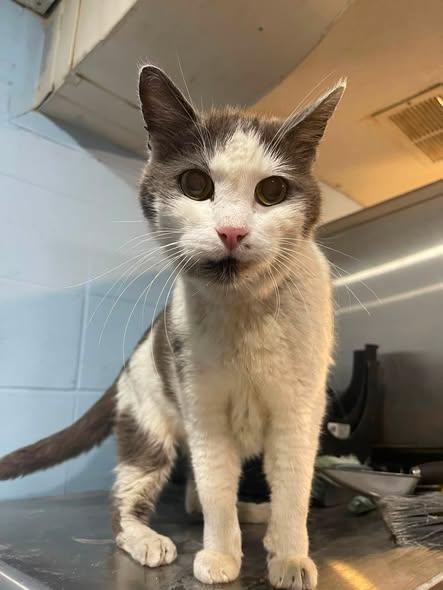 Pickle, a ADOPTABLE Domestic Short Hair in North Kansas City, MO image 2/2