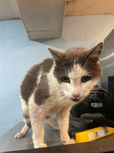 Pickle, ADOPTABLE, Senior Male Domestic Short Hair.