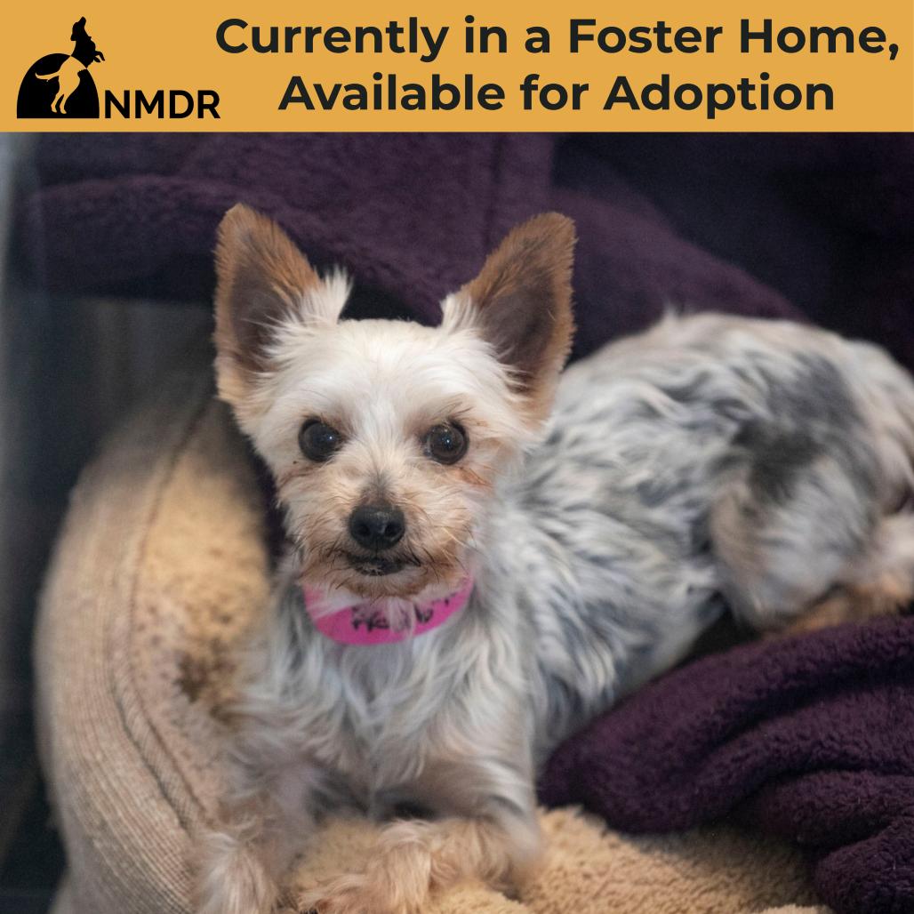 Enlarge Sandra (AG26-105), a Adoptable Yorkshire Terrier in Peyton, CO image 1/6