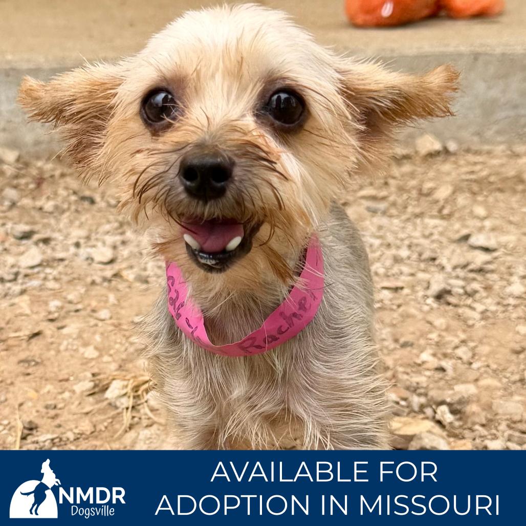 Enlarge Sandra (AG26-105), a Adoptable Yorkshire Terrier in Peyton, CO image 2/6