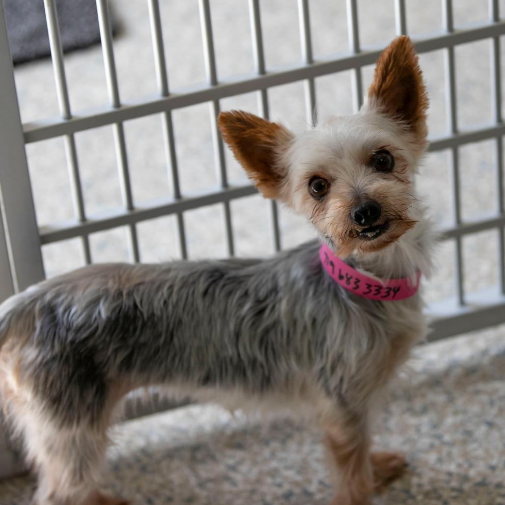Enlarge Sandra (AG26-105), a Adoptable Yorkshire Terrier in Peyton, CO image 3/6