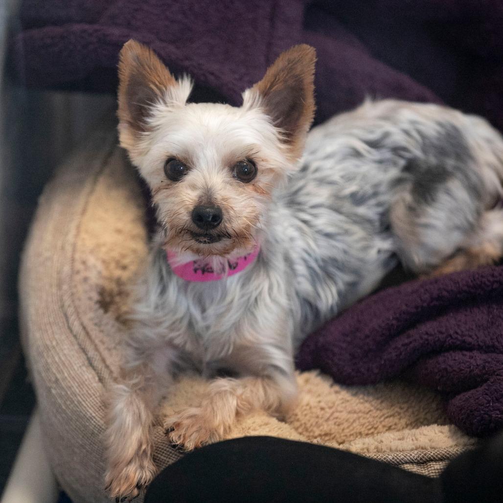 Enlarge Sandra (AG26-105), a Adoptable Yorkshire Terrier in Peyton, CO image 4/6
