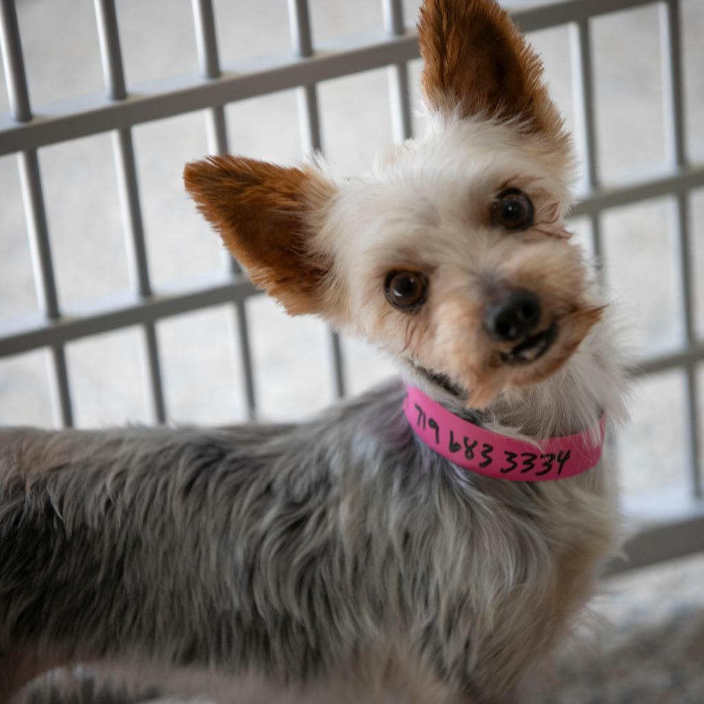 Enlarge Sandra (AG26-105), a Adoptable Yorkshire Terrier in Peyton, CO image 5/6
