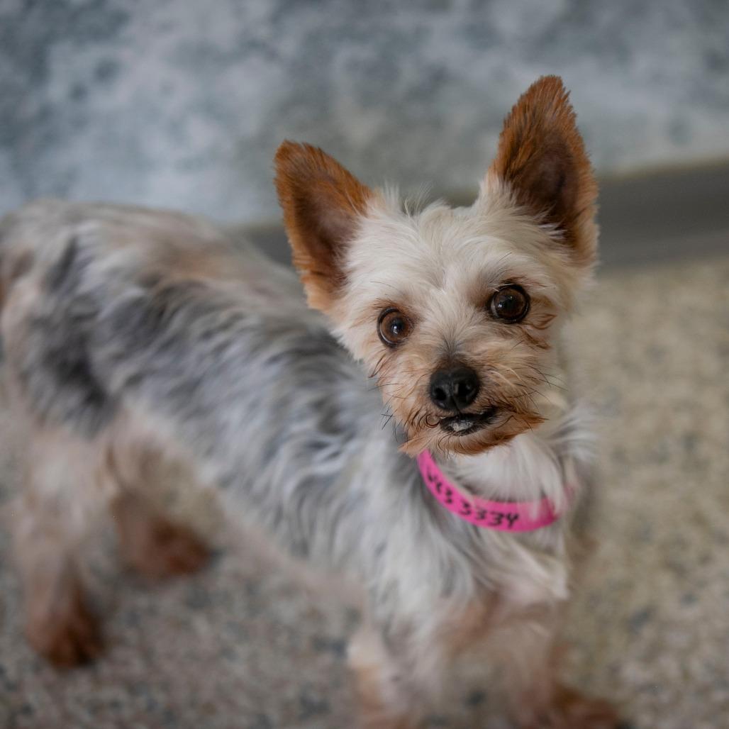 Enlarge Sandra (AG26-105), a Adoptable Yorkshire Terrier in Peyton, CO image 6/6